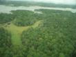 foresta rubata della Papua Nuova Guinea