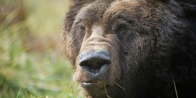 Addio a Oliver, Orso della Luna