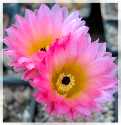 Il notocactus è un Genere originario dell'America latina, di 15 specie di piante perenni succulente. Facili da coltivare, hanno forma allungata o globosa, spine colorate e fiori di medie dimensioni, imbutiformi, con petali stretti, che sbocciano solitari o in cespi alla sommità del fusto, e durano circa una settimana.