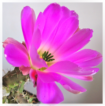 L'Echinocereus è una Pianta succulenta appartenente alla famiglia delle Cactaceae e alla tribù delle Pachycereeae originaria del Messico e dell'America del nord. Il suo nome deriva dal greco echìnos, cioè riccio, in riferimento a fusti e frutti molto spinosi e cereus cioè candela per il portamento dei suoi fusti. L'echinocereus ha fusti cilindrici che si erigono a colonna, strisciano sul terreno o pendono dalle rocce; hanno numerose costolature e areole con poche o molte spine. I fiori nascono sopra le areole, a volte attraverso la lacerazione dell'epidermide. Eccetto alcune specie solitarie, molte altre, si sviluppano a gruppi, formando dei piccoli cespi con diametri fino a due metri (E. brandegeei,E.stramineus, ecc. etc).