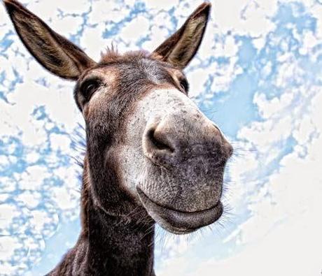 Mondo, morso del ciuco, morto io morto i' gatto, murare a secco, nachero | Parole e verbi in disuso