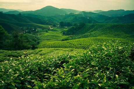 Cameron Highlands, Malesia