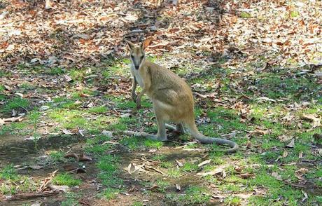 Australia. Il Northern Territory, tra wallabe, tramonti in spiaggia e silenzi da ricordare.