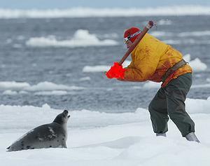 20090505_sealhunter02