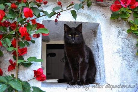 GATTO NERO ... è il Black Cat DAY ....