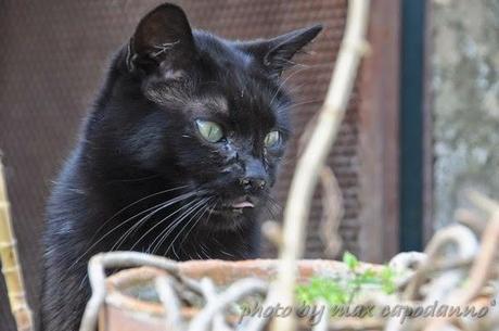 GATTO NERO ... è il Black Cat DAY ....