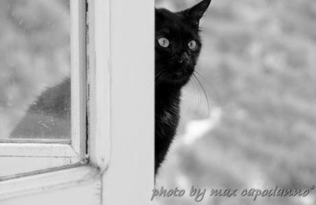 GATTO NERO ... è il Black Cat DAY ....