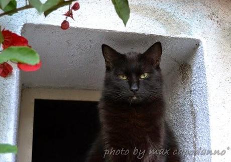 GATTO NERO ... è il Black Cat DAY ....