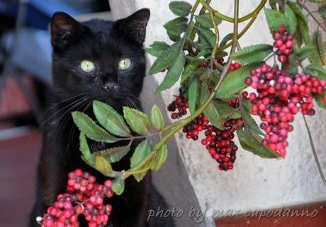 GATTO NERO ... è il Black Cat DAY ....