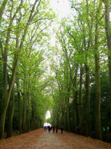 Viale d'ingresso a Chenonceau