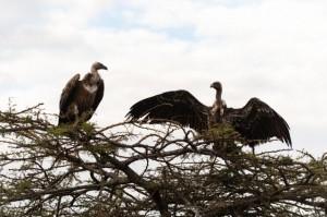 Vultures