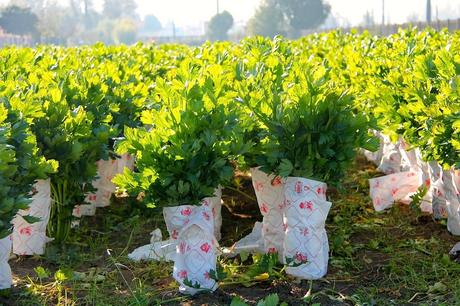 Il Sedano Nero di Trevi, presidio Slow Food