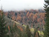 Pensieri sparsi d’autunno alberi montagne.