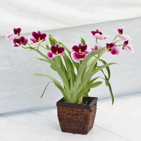 Miltonia Orchidea