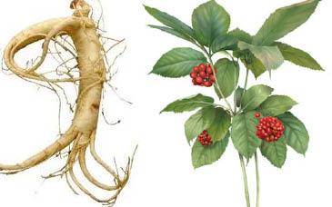 Proprietà e controidnicazioni del ginseng