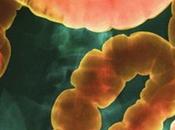 Come determinare proprio microbioma intestinale