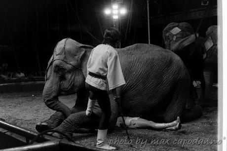 Il Circo ...  un sogno meraviglioso per bimbi e ... grandi