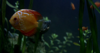 Review 2011 - La vida de Los Peces (The life of Fish)