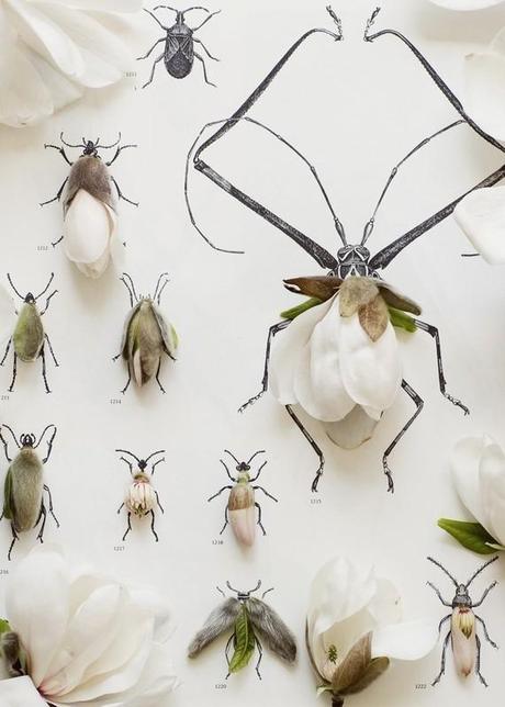 Animali botanici / Botanical insects illustrations