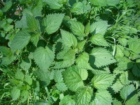 Lozione naturale per rinforzare i capelli
