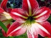 fiore mese hippeastrum