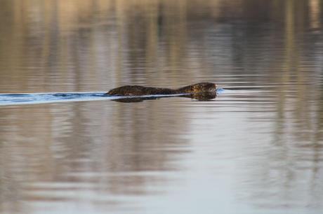 SCIENZA E NUTRIA (Myocastor coypus) – 5