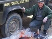 Lupo ucciso bracconieri bastardi
