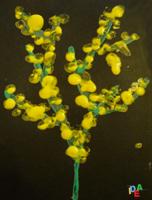 TANTI PALLINI GIALLI