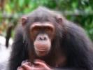 scimmie africane minacciate dall'aumento delle temperature