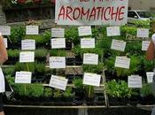 Diamoci all’erba… aromatica!