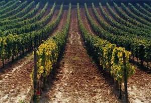 Lombardia:finanziamenti per il settore vitivinicolo