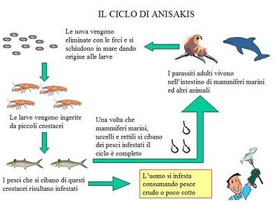 PRECAUZIONI ANTI ANISAKIS, MANGIATORI DI PESCE CRUDO: STATE ATTENTI!!