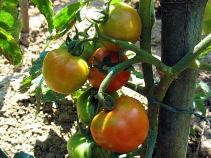 Cosa coltivare nell'orto, p come pomodoro