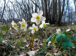 Un fiore per un piccolo, dolce, fiore di nome Yara