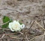 Un fiore per un piccolo, dolce, fiore di nome Yara