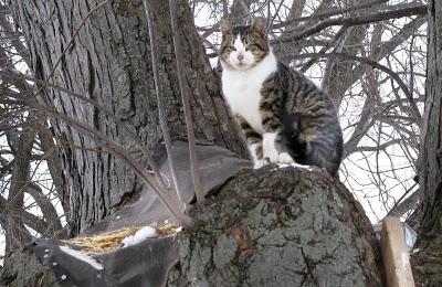 Almond,il gatto che vive su un albero