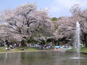 HANAMI: Il Giappone festeggia il Ciliegio