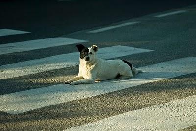 1° Luglio,Giornata del gatto e del cane pedone