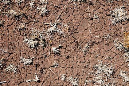 I cambiamenti climatici rendono i prodotti agroalimentari più pericolosi per la salute?