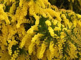 mimose2