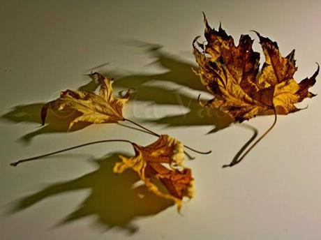 RED LEAF / LA FOGLIA ROSSA