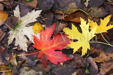 RED LEAF / LA FOGLIA ROSSA