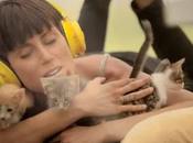 Bellissima azione unconventional (gattini). rilassare persone, combattere stress.