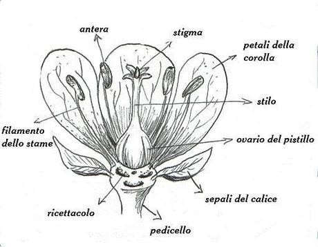 Parti del fiore