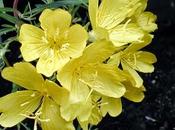 L'enotera, rinnovatore luce pelli mature