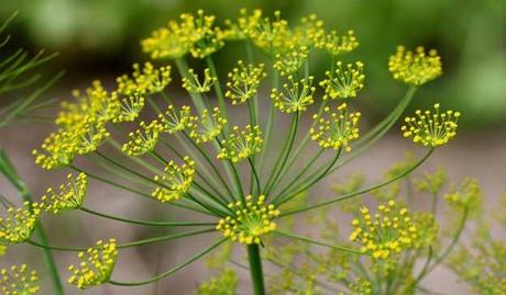 proprietà benefiche proprietà antiossidanti pianta aromatica aneto 