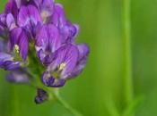 L’erba medica, pianta ricca sostanze nutritive