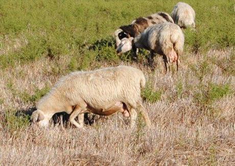 Sassari Lingua blu, pronti i mandati di pagamento per la perdita di reddito