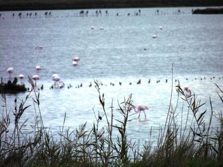 14-Parco Delta-Valli di Comacchio-stormo fenicotteri rosa  vn   11-14