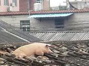 maiale fuga suoi macellai